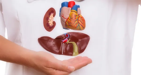 Böbrek Nakli ve Organ Bağışı Hakkında Merak Edilenler