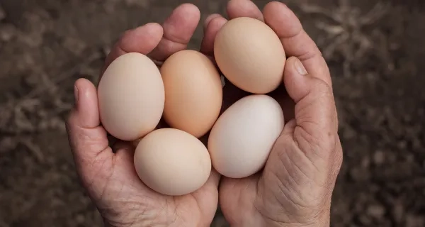 Yumurta Kolesterolü Yükseltir mi?