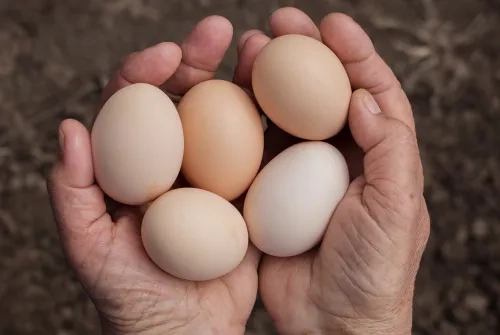 Yumurta Kolesterolü Yükseltir mi?