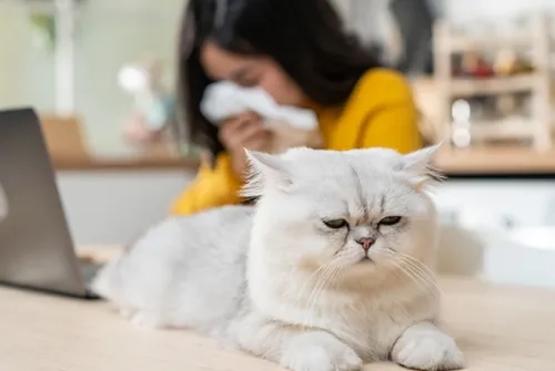 Is Swallowing Cat Hair Dangerous?