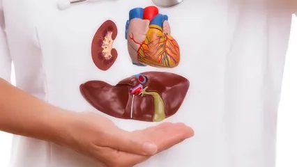 Böbrek Nakli ve Organ Bağışı Hakkında Merak Edilenler