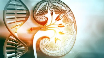 Kalıtsal Böbrek Hastalıkları Yeterince Tanınmıyor!