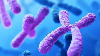 Kromozomların Oyunu