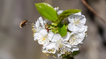 Kronik Yara Tedavisinde Larva Kullanımı