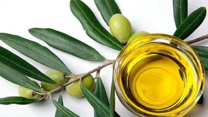 Zeytin Yaprağı Çayı Faydaları