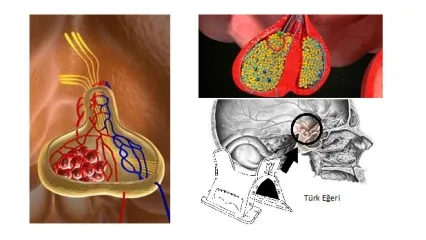What is the Pituitary Gland, What are its Functions?