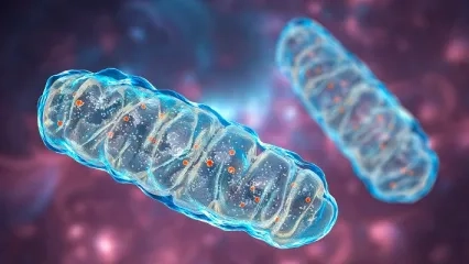 Mitochondrium Transfer