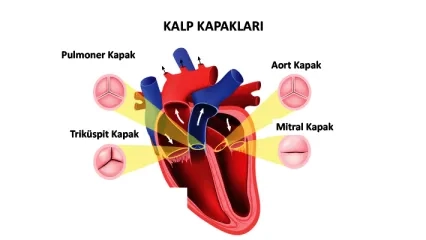 Heart Valve Diseases and Treatment Methods
