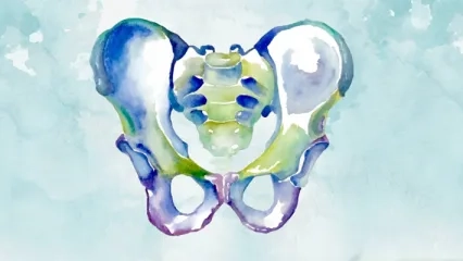 Pelvik Taban Nedir? Görevleri Nelerdir?