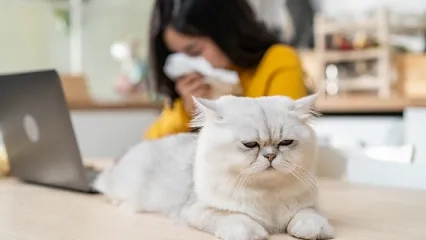 Is Swallowing Cat Hair Dangerous?