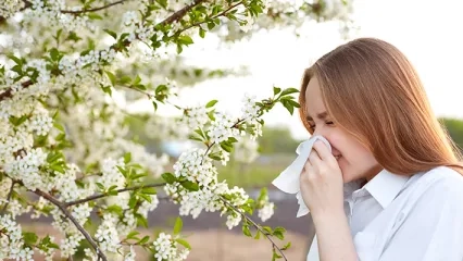 Polen Alerjisinin Mevsimi Yok