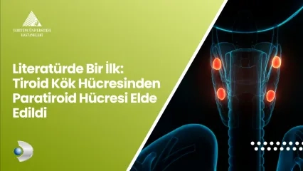 Literatürde Bir İlk: Tiroid Kök Hücresinden Paratiroid Hücresi Elde Edildi