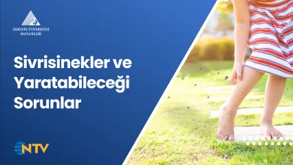 Sivrisinekler ve Yaratabileceği Sorunlar 